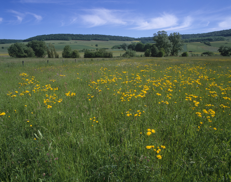 Habitat Prairie de fauche