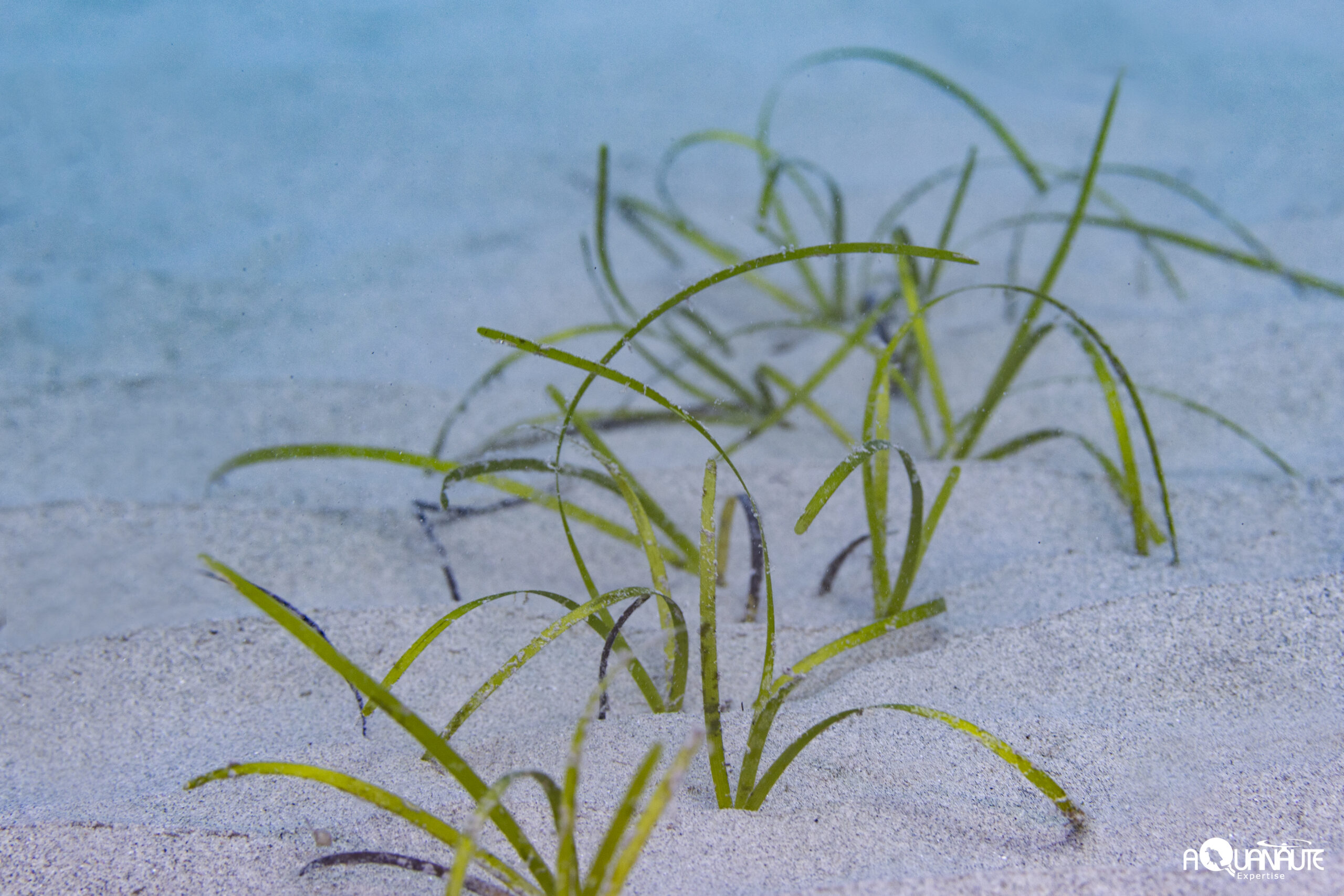 Habitat Herbiers de cymodocée des petits fonds