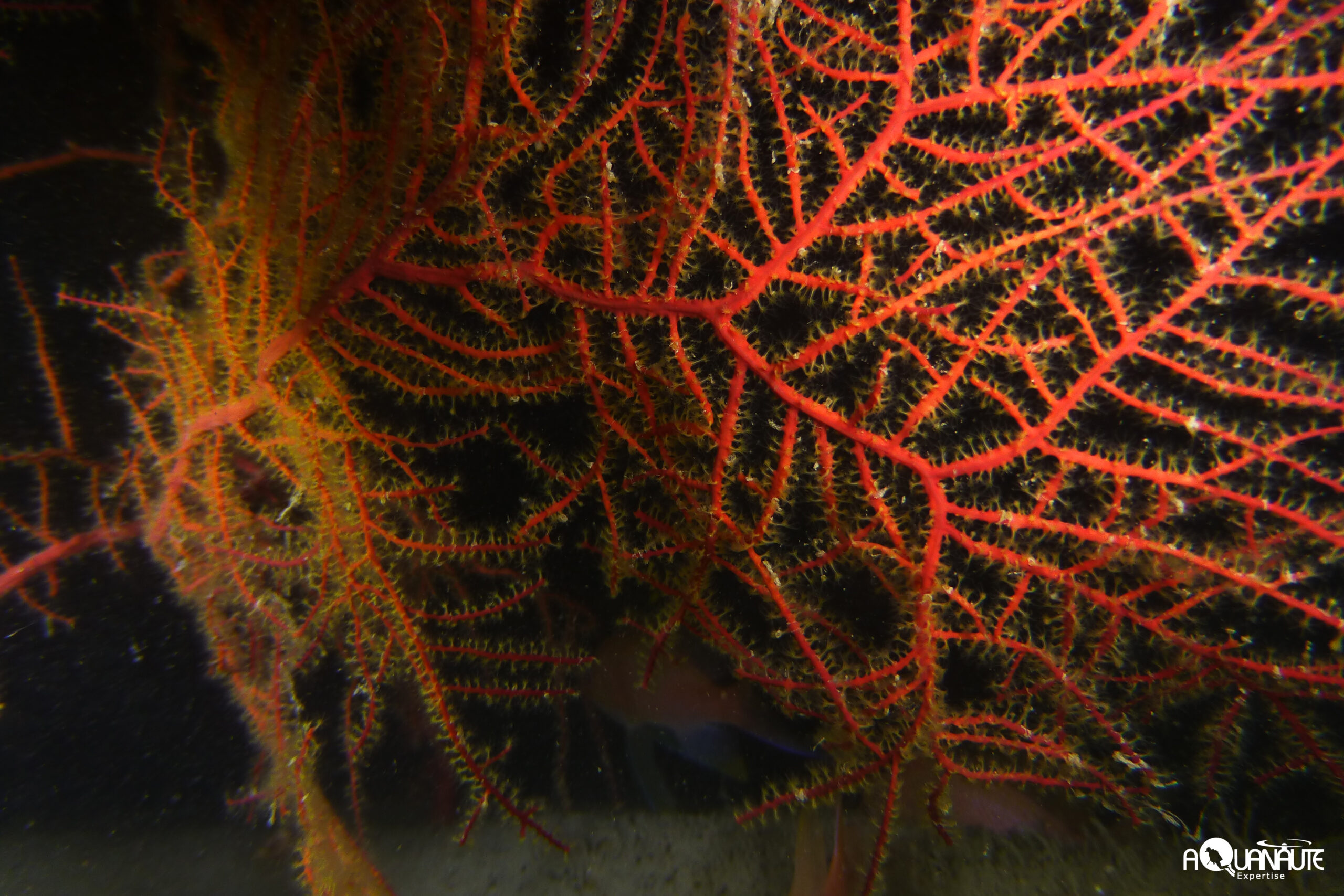 Habitat Roches isolées à coralligène profondes