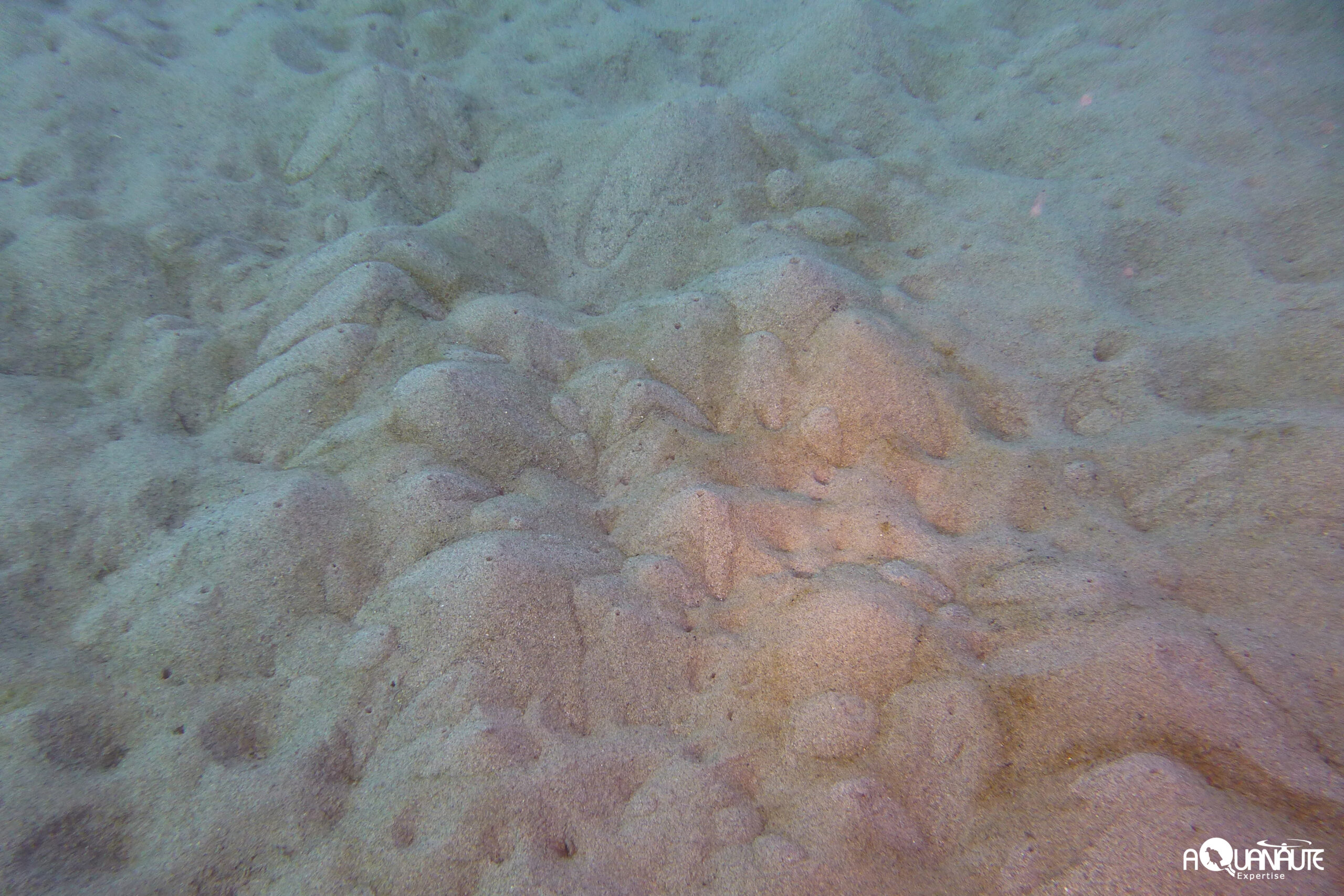 Habitat Plaines sablonneuses marines