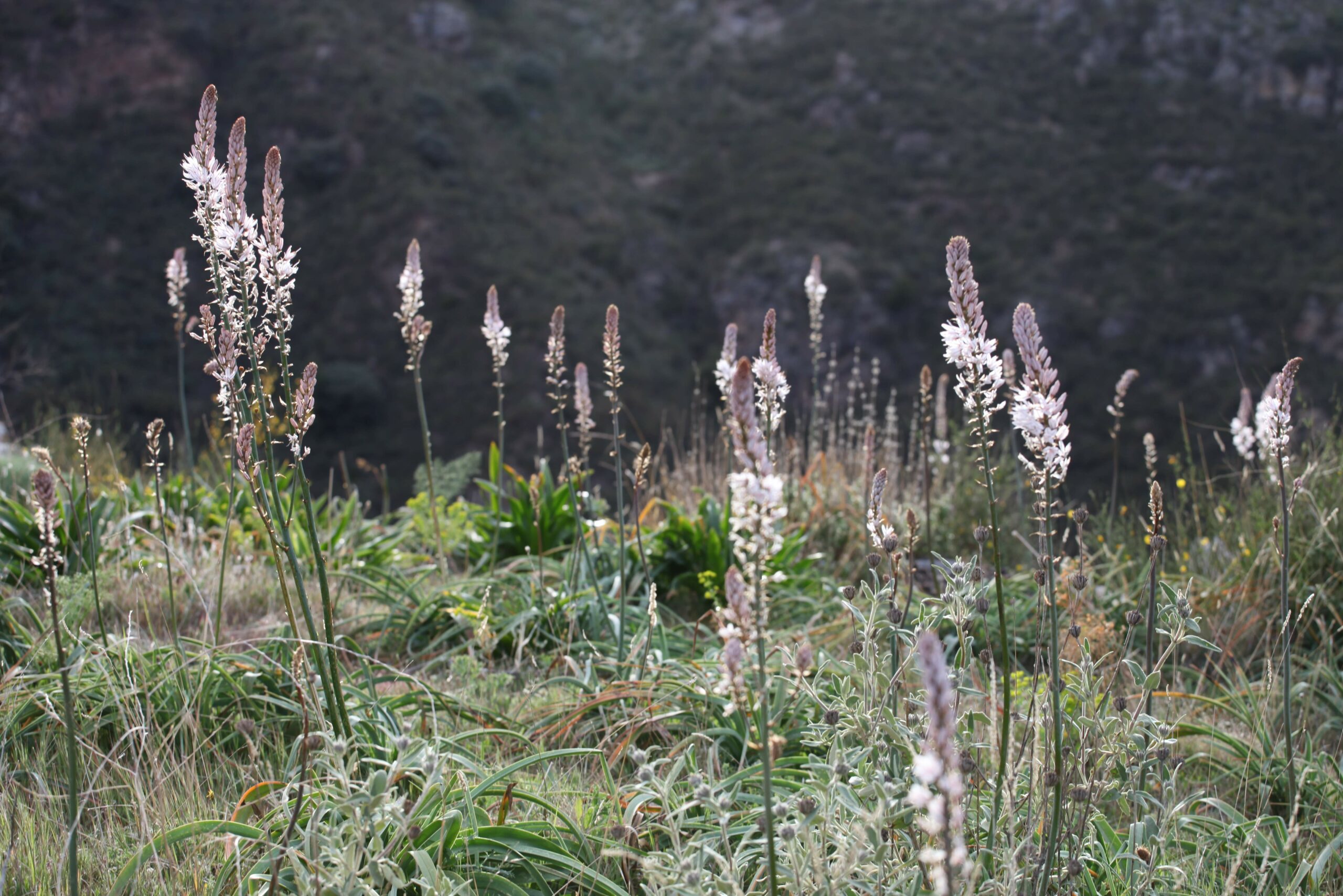 Habitat Champs d’Asphodèles, de Phlomis, de Chardons, de Ferula