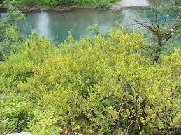 Habitat Broussailles supra-méditerranéennes à buis