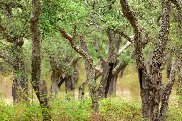 Habitat Forêts provençales de chêne-liège
