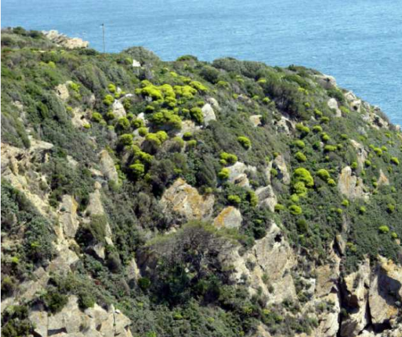Habitat Formations stables xérothermophiles à Buxus sempervirens