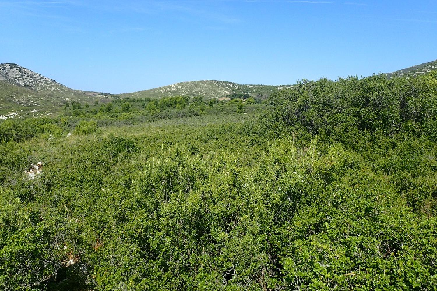 Habitat Garrigues à Genista cinerea