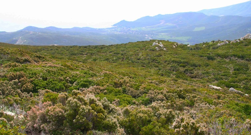 Habitat Maquis hauts de Méditerranée occidentale