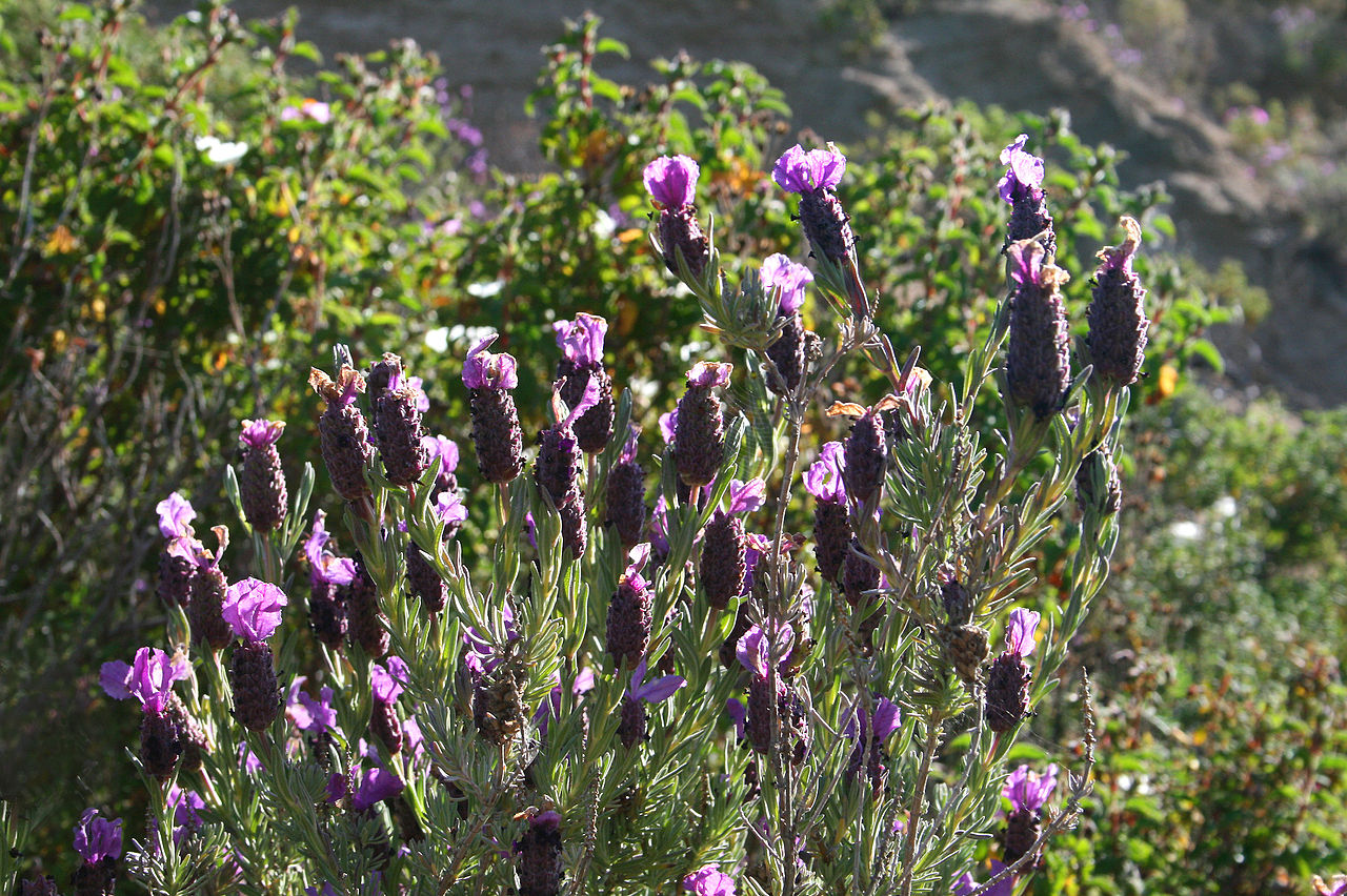 Habitat Maquis bas à Cistus-Lavandula stoechas