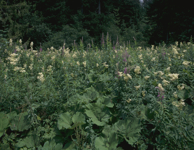 Habitat Mégaphorbiaies hygrophiles