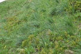 Habitat Pelouses siliceuses méditerranéennes