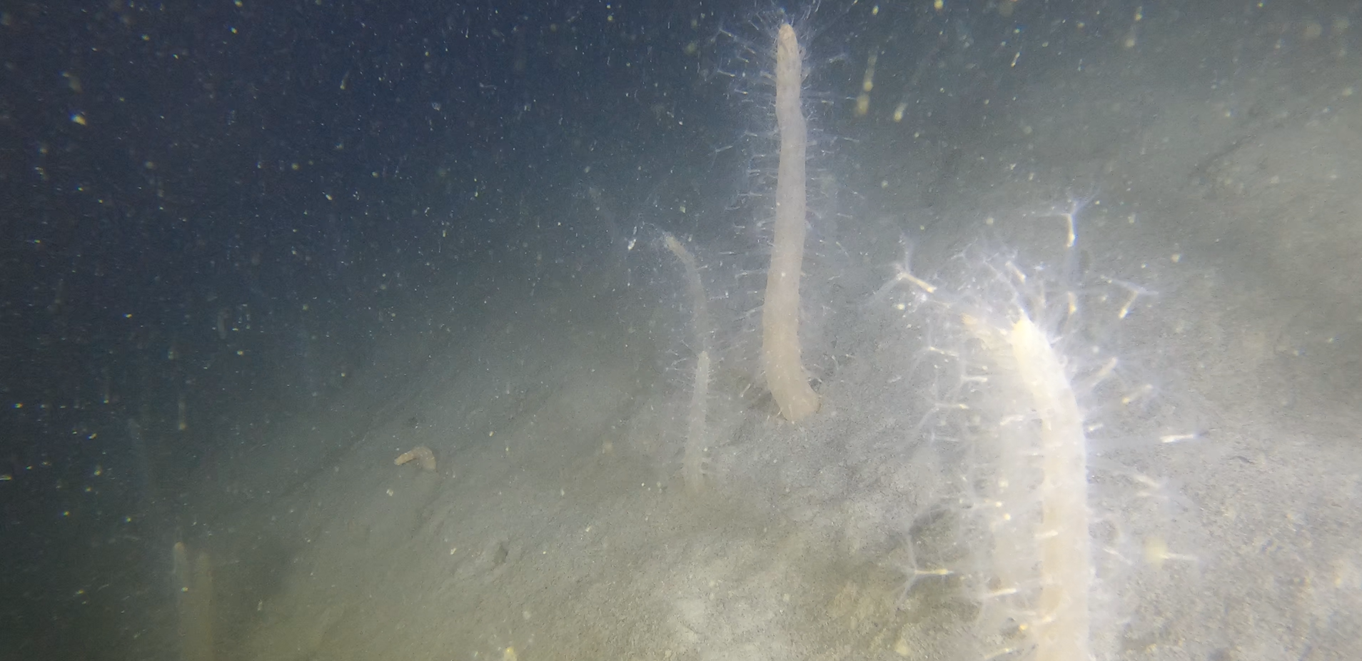 Parois abruptes sablo-vaseuses sous-marines