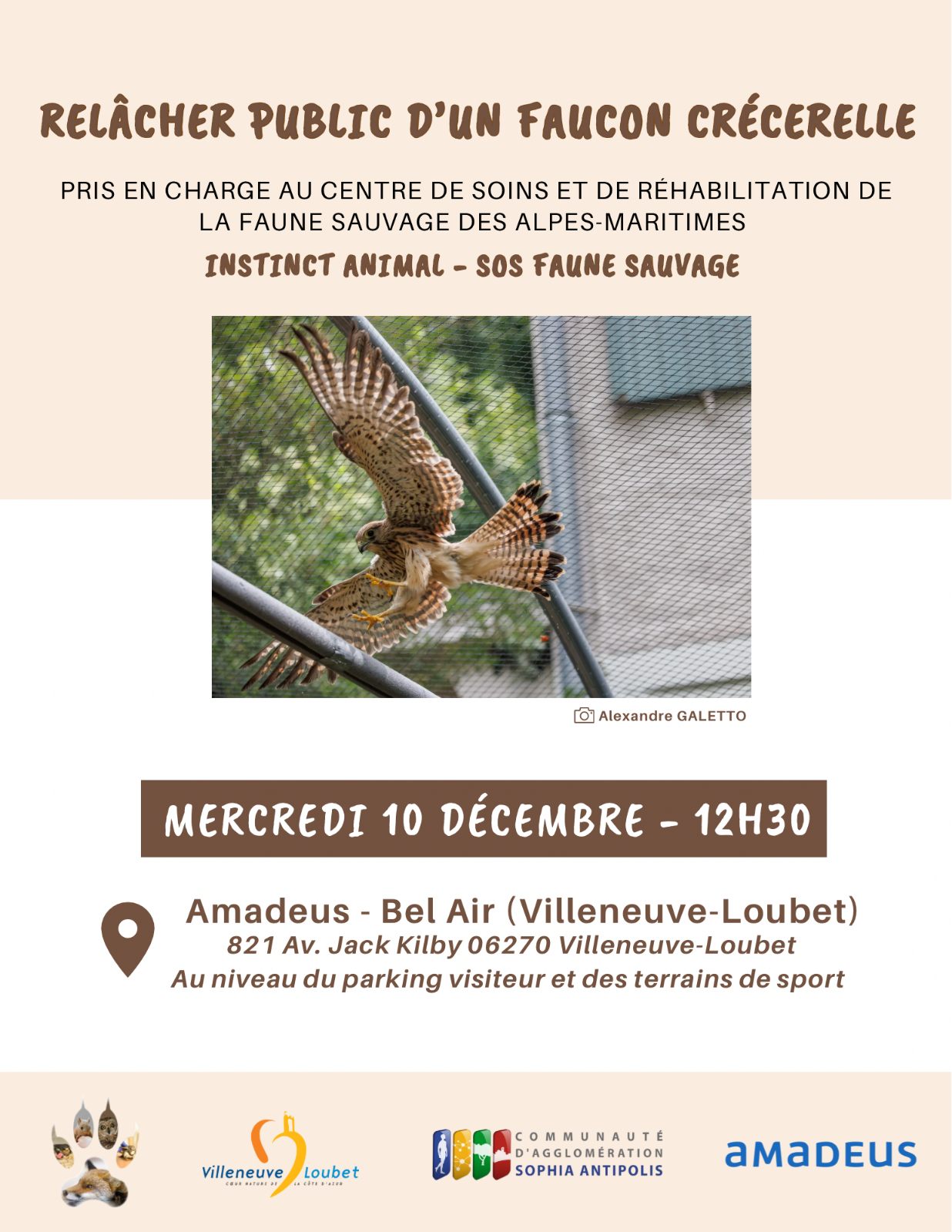 Lâcher de faucon crécerelle à Villeneuve Loubet